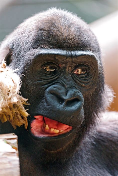 Funny and Cute Gorillas From Flickr - My Animal Rocks