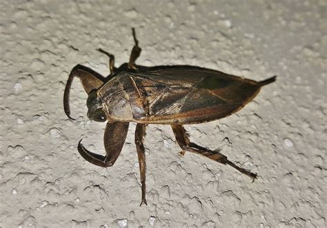 7 Effective Methods: How To Get Rid Of Waterbugs