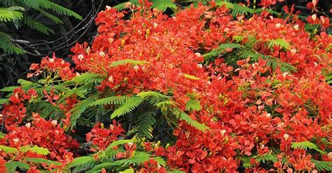 Royal Poinciana Tree: Learn Care For The Colorful Delonix Regia