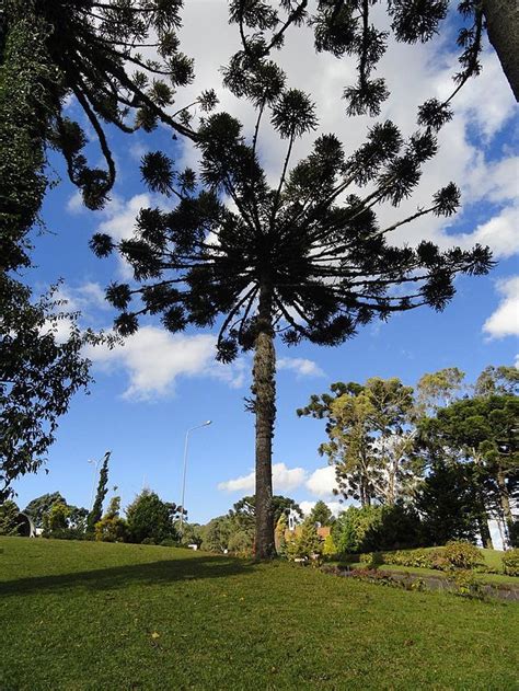 Araucaria angustifolia | Wikiwand | Beautiful tree, Plants, Gymnosperm