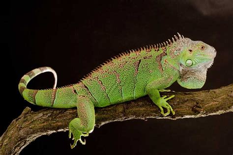 Pet Green Iguana