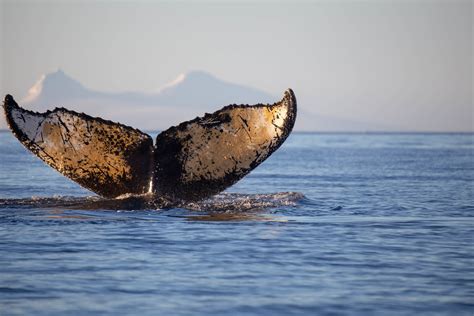 Humpback Whale Fluke - Antarctica | Day 6 of 9: Antarctic Wh… | Flickr