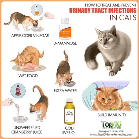 How to Treat and Prevent Urinary Tract Infections in Cats | Top 10 Home ...