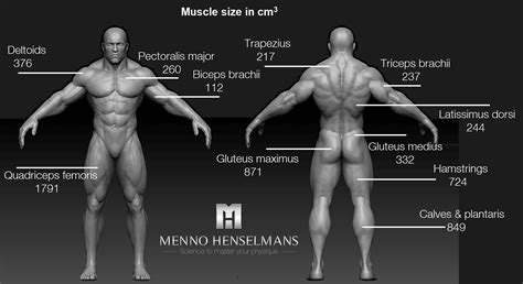 What are the biggest and smallest muscles in the body?