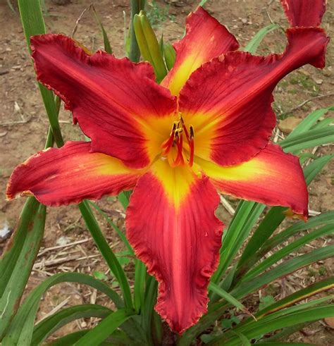 DAYLILY BREEDER BLOG: Growing Daylilies - Part 2 Uses of Daylily Colors