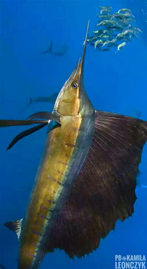 A marlin is a fish from the family Istiophoridae, which includes about 10 species. It has an ...