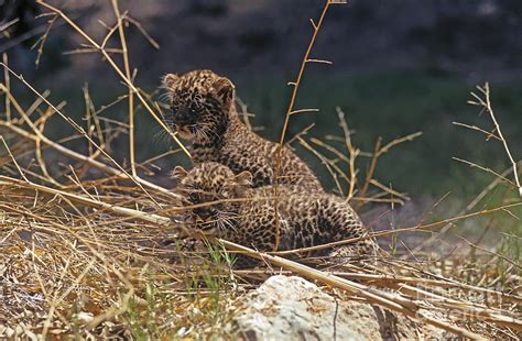 Arabian leopard Panthera pardus cubs Photograph by Eyal Bartov | Fine ...