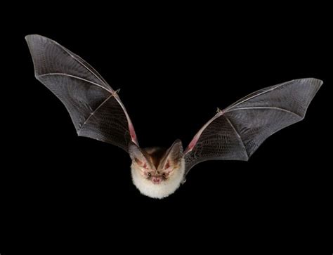 Beautiful British bat is one in just 1000 | New Scientist