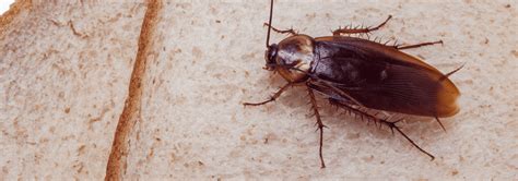 Cockroach Identification In Jacksonville, FL | Lindsey Pest Services