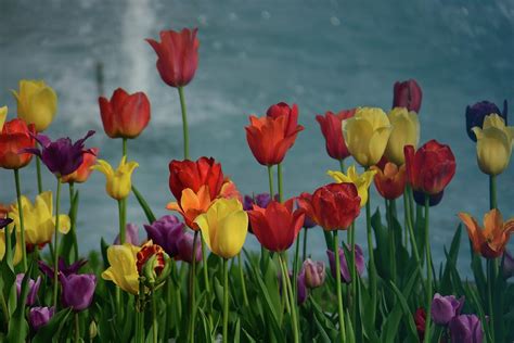 A rainbow of tulips Photograph by Siyano Prach