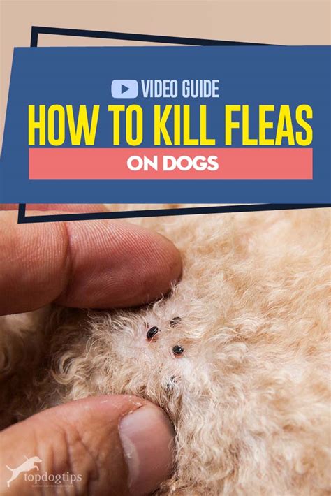 How to Kill Fleas on Dogs - A Detailed Guide and Explainer Video