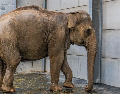 Heartwarming photo shows the elephants at Blackpool Zoo all together ...