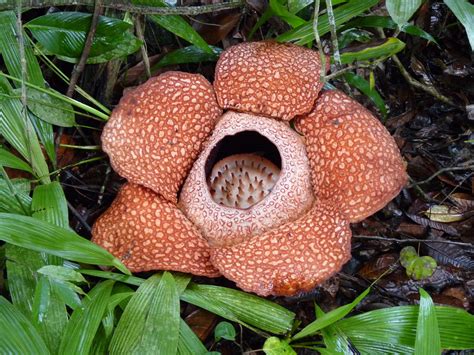 Rafflesia keithii | A parasitic flowering plant endemic to S… | Flickr