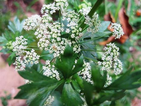 Why Is My Celery Flowering? - Gardening Channel