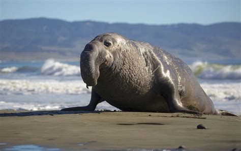 Elephant Seal Facts (Genus Mirounga)