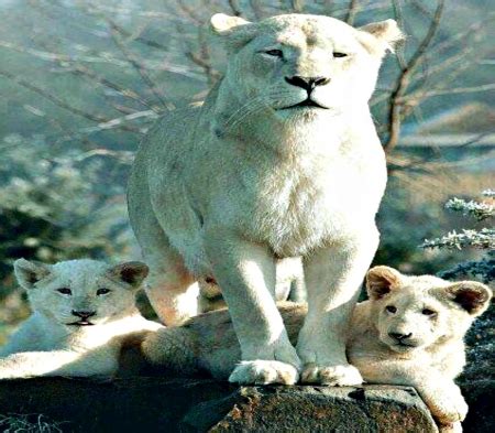 Albino Lion Cubs - Cats & Animals Background Wallpapers on Desktop ...