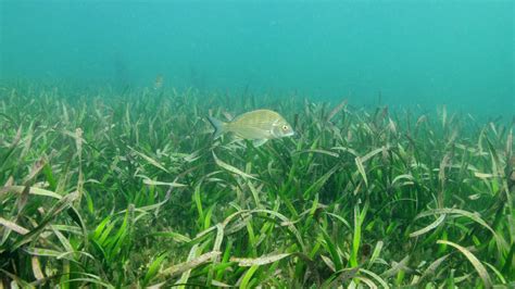 Operation Posidonia – Inspiring Australia