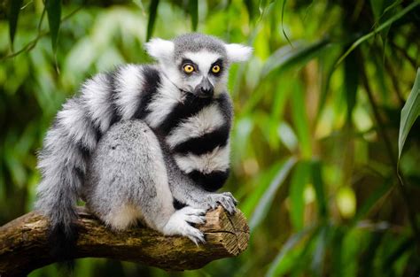 Top 15 Facts about Lemurs - Origin, Behavior, Diet & More | Facts.net