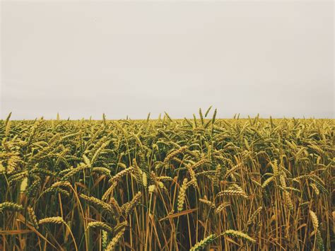 Agriculture, farm, horizon, fields HD wallpaper | Wallpaper Flare