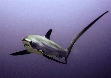 Thresher Shark | Thresher shark, Shark, Cute baby animals