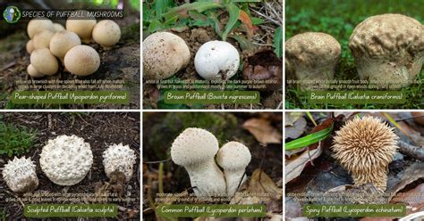 Giant Puffball Mushrooms Identification | Calvatia Gigantea