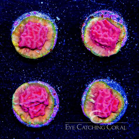 Tidal Gardens Pink Flamingo Leptoseris Frag | Aquacultured Frags | Eye ...