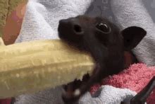 Eat Banana Bat GIF - Eat Banana Bat - Discover & Share GIFs