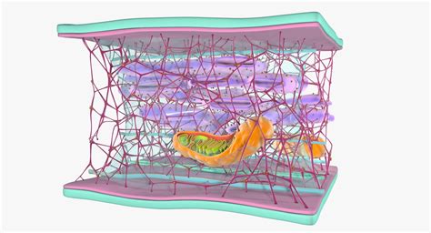 3D cytoskeleton structure cell - TurboSquid 1295229