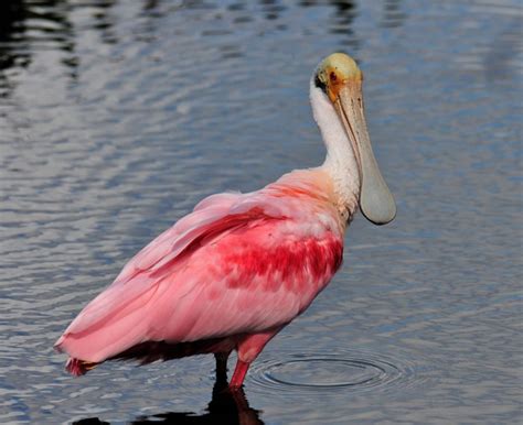 Roseate Spoonbill – "OCEAN TREASURES" Memorial Library