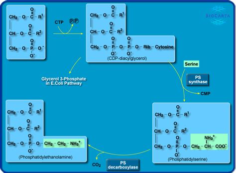 Synthesis Of Phospholipids