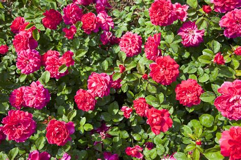 10 Best Deer-Resistant Shrubs for Landscaping