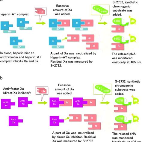 Principles of anti-factor Xa assay using the HemosIL Liquid Heparin ...