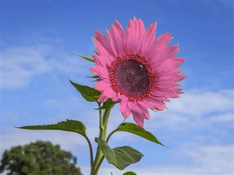 Amazon.com : Iris Tectorum Rose Sunflower 50Pcs Pink Sunflower Seeds Pink Sunflower Seeds ...