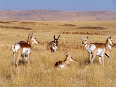 Q&A: Stacey Dunn chases pronghorn fawns up Bateman’s slope