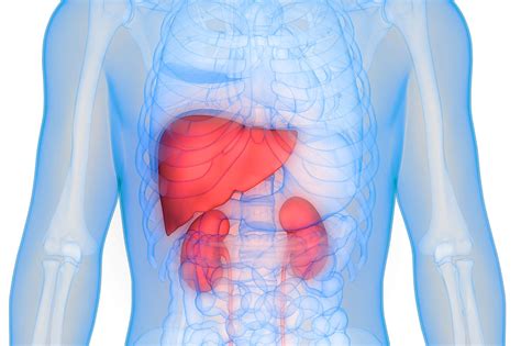 Kidney Function, Liver Function, and C-Reactive Protein Screening ...