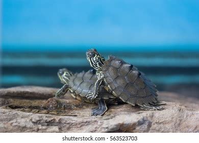 Blackknobbed Sawback Map Turtle Stock Photo 563523703 | Shutterstock