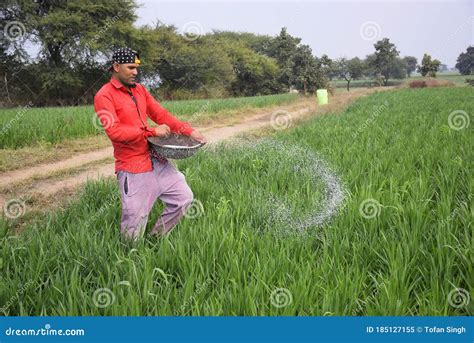 Indian Farmer Applying Manure To Increase Fertilizer Capacity in Wheat Field Stock Image - Image ...