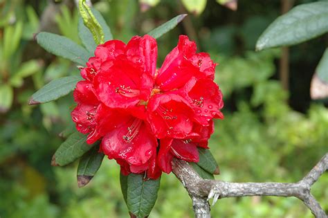 Red Rhododendron (Rhododendron delavayi) in Lake Bluff Forest Libertyville Waukegan Mundelein ...