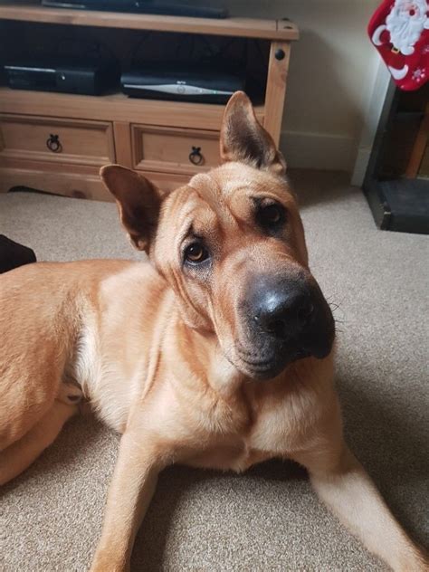 1 year old Shar pei X German Shepard | in York, North Yorkshire | Gumtree