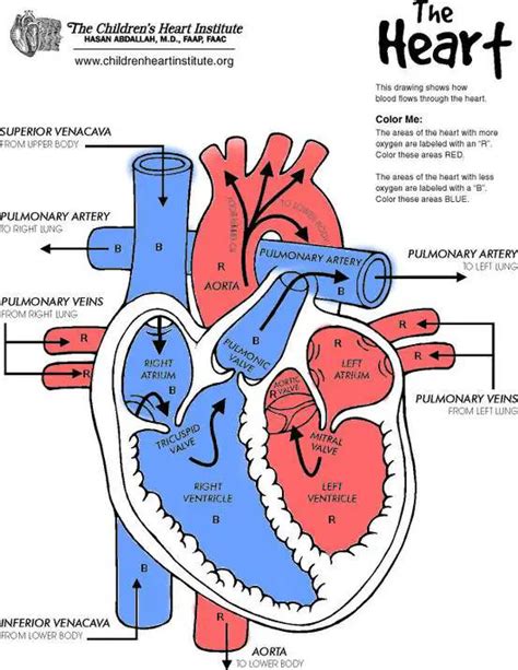 Heart diagram