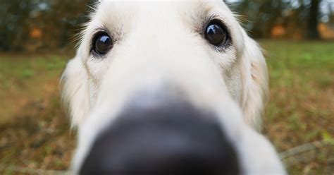 What Is the 'Snoot Challenge' and Is It Safe? - PureWow