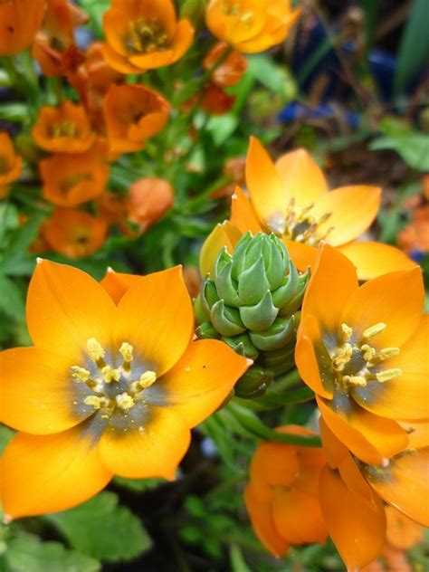 9 best Orange sun stars images on Pinterest | Flower beds, Star flower and Flowers garden