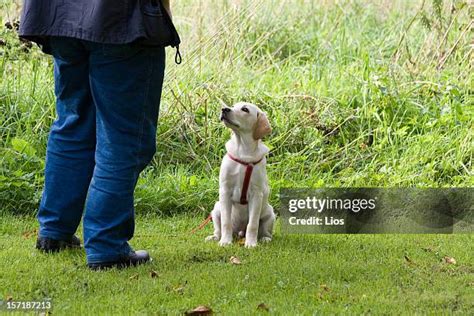 428 Labrador Puppy Training Stock Photos, High-Res Pictures, and Images - Getty Images