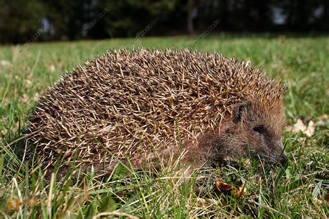 Bestellen - Igel (Erinaceidae) in freier Wildbahn - Bildagentur