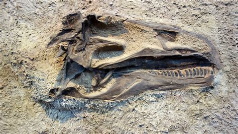 Scientists Unearthed 17 Teeth of the Biggest Dinosaur That Ever Roamed ...