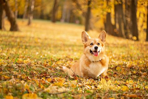 🔥 Free Download Cute Corgi Wallpaper Top Background by @ahughes64 | WallpaperSafari