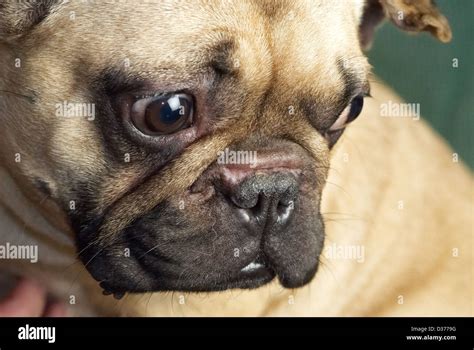 Squashed nose dog hi-res stock photography and images - Alamy