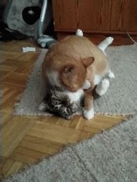 Dog And Cat Friends Gif