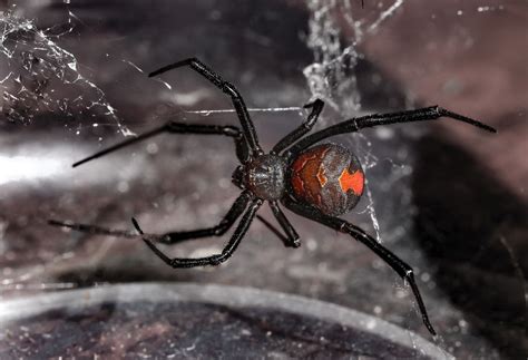 Redback Spider | Redback spider, Spider, Australian fauna