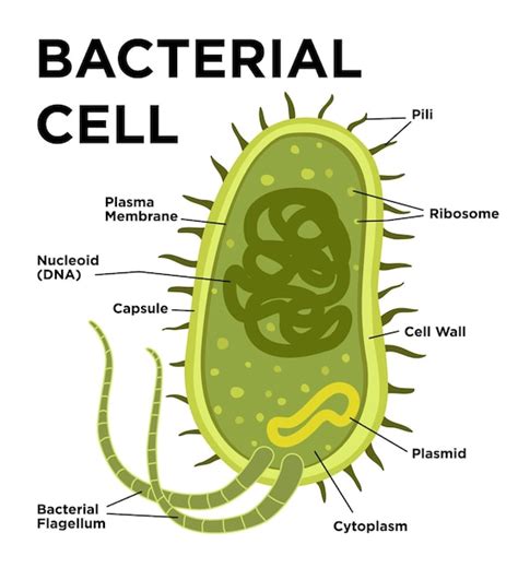 Premium Vector | Bacterial cell anatomy in flat style labeling ...